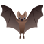 🦇