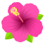 Ebegümeci :hibiscus: 🌺