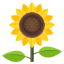 Sunflower :sunflower: 🌻