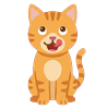 Pet cat, hungry (front view)
