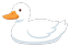 White duck swimming to the left