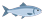 Silver-blue fish swimming to the right (side view)