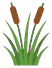 Reeds with two cattails, seen from the side