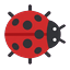 Kara the ladybug seen from above, facing right