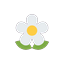 White flower to decorate the meadow