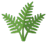 Fern with feathery fronds