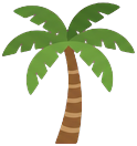Palm tree with fan leaves
