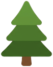 Pine tree (fir)