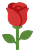 Red rose