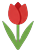 Red tulip