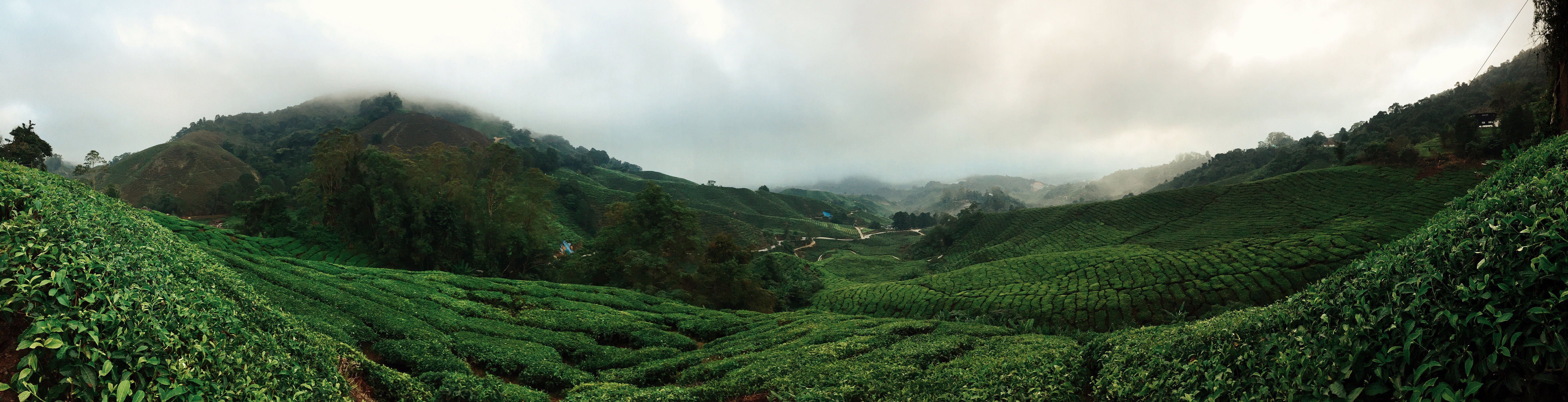 Of foggy mornings We crawled out of our beds in the wee hours of the morning, braved the narrow, muddy roads leading into the depths of the tea plantation.