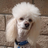 Poodle that looks like Rod Stewart @ 1.5x and 480w
