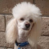Poodle that looks like Rod Stewart @ 1.5x