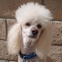 Poodle that looks like Rod Stewart @ 2x