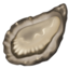 oyster