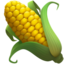 ear of maize
