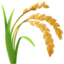 ear of rice