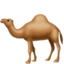 dromedary camel