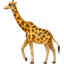 giraffe face