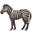 zebra face