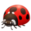 ladybug