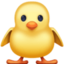 hatched chick