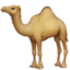 dromedary camel