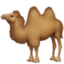 camel