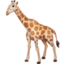 giraffe face