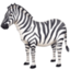zebra face
