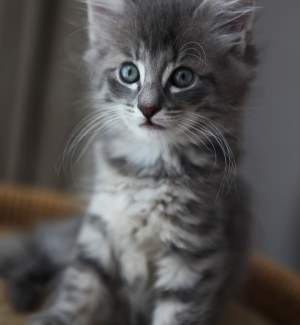 Who doesn't love a responsive image?