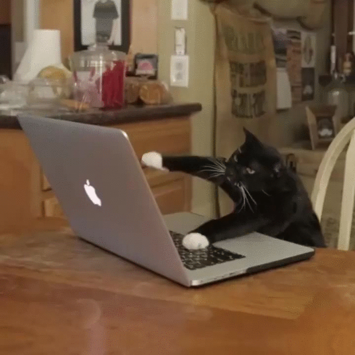 cat-lappy-image