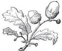Acorn
