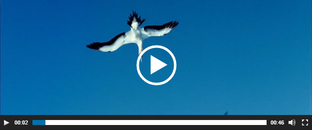 Easy Video Player Demo With MediaElement Template