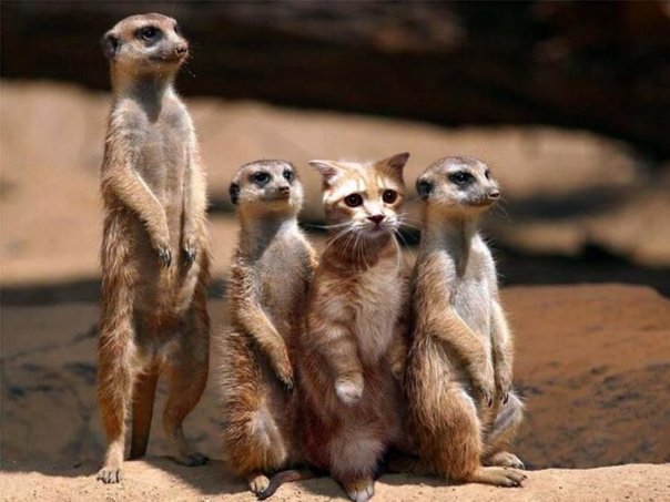 One of these things is not like the other...