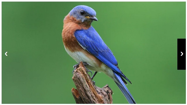 Slideshow Preview
