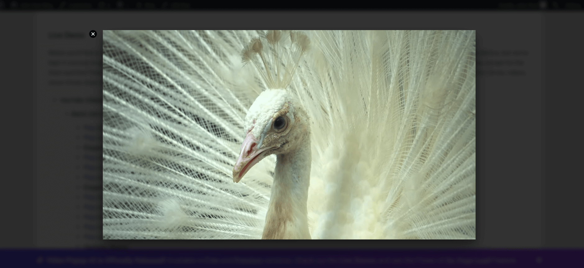 MP4 (self-hosted video) Video Popup.